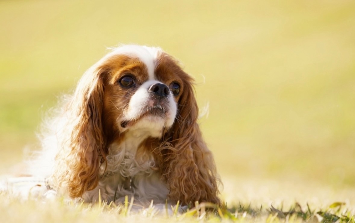 原っぱで座っているキャバリア