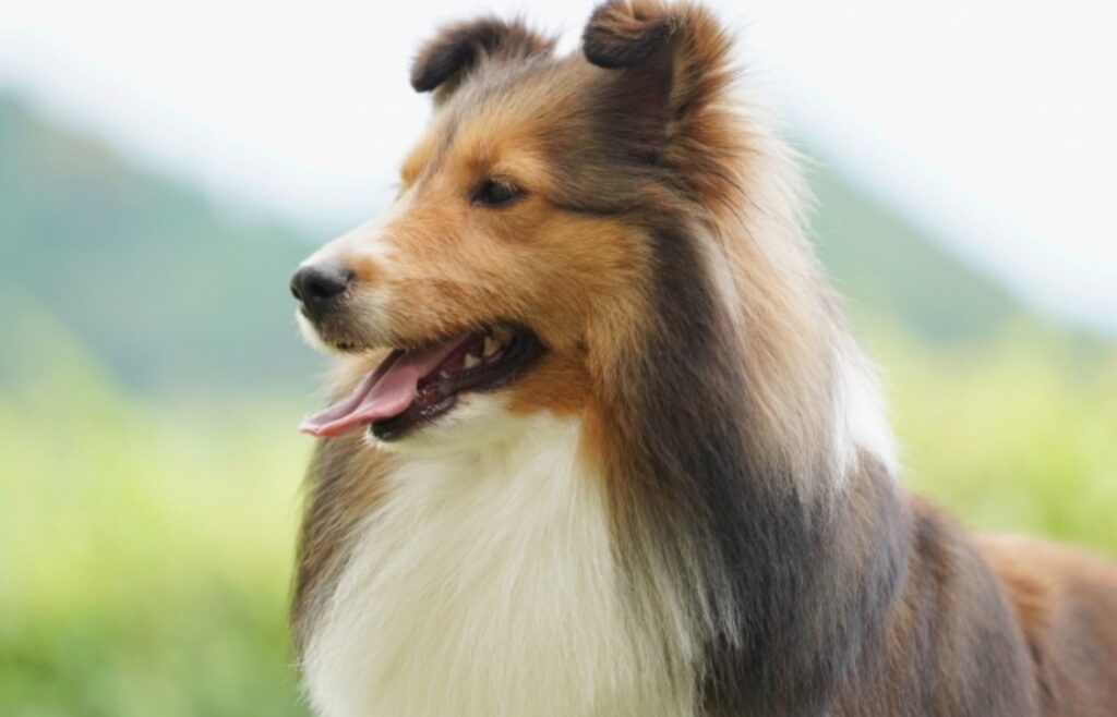 原っぱにいるシェルティー