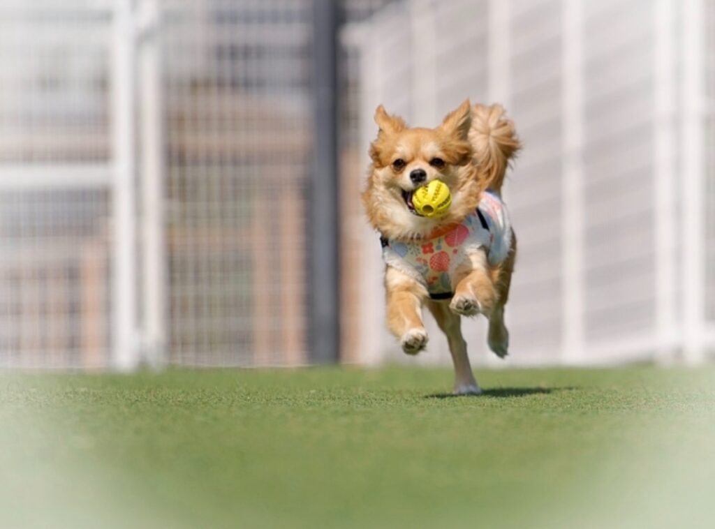 コングを咥えて走っているチワワ