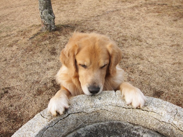 井戸に手をかけるゴールデンレトリーバー