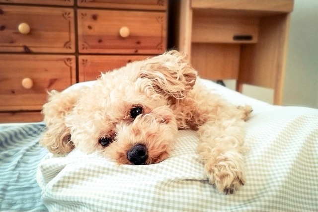 ベッドで寝そべっているトイプードル