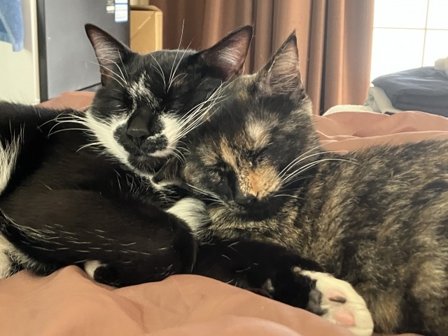 仲良く寝ている猫