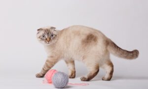 毛糸の近くにスコティッシュフォールド