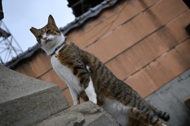 岩に足をかけるキジトラ白猫