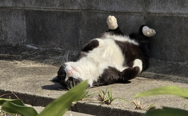 仰向けになっている白黒猫