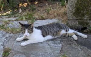 道端で寝そべっているキジトラ白猫