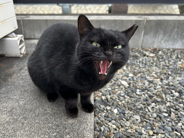 こちらに向かって鳴いている黒猫
