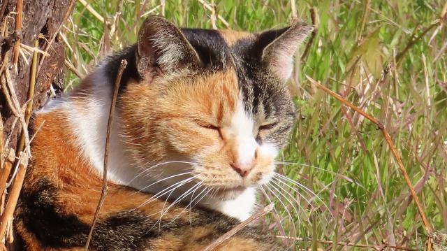 目を瞑っている三毛猫