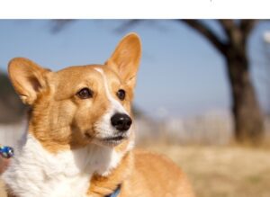 遠くを見ているウェルシュコーギー