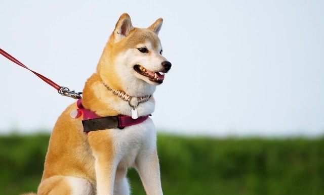 遠くを見ている柴犬