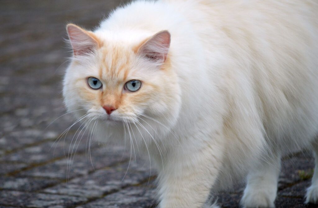 威圧感のあるクリーム色の長毛猫