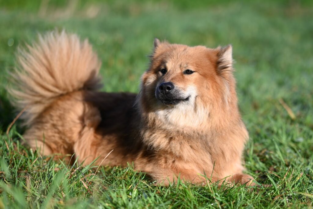 渋い顔をしている雑種犬