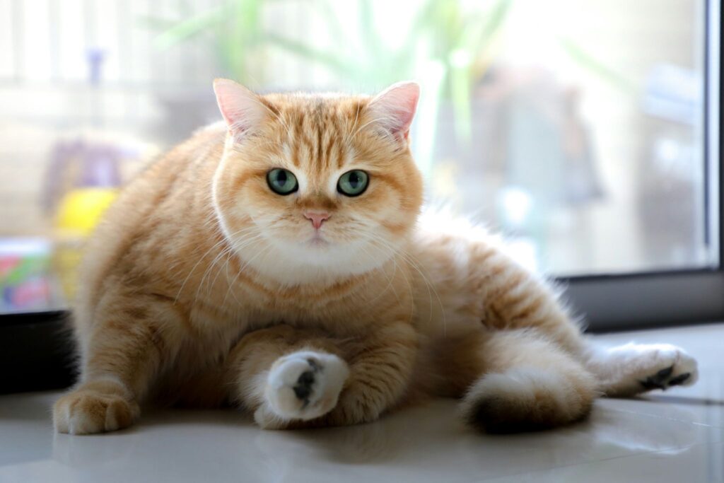 こちらを見ている茶トラの丸顔猫