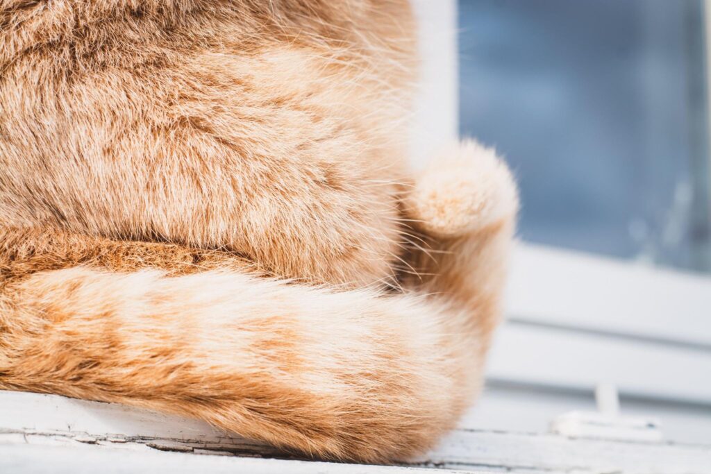 茶トラ猫の尻尾
