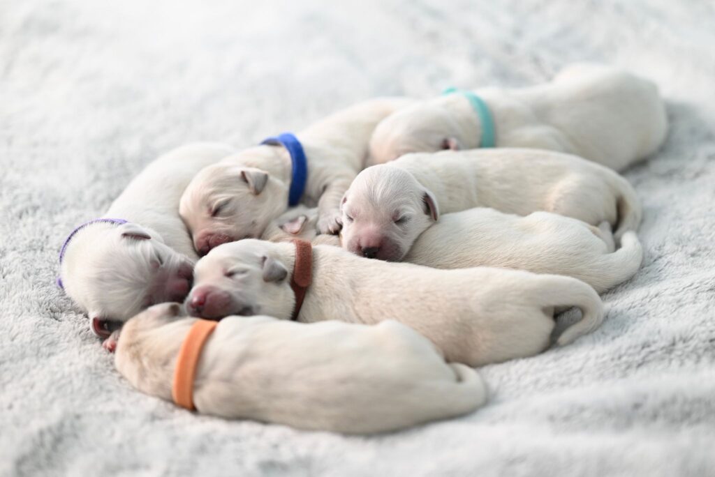 重なって寝ている白い子犬たち