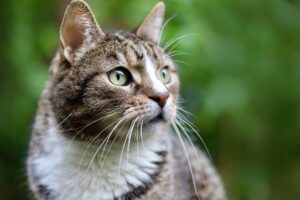 斜め上を見ているキジトラ猫
