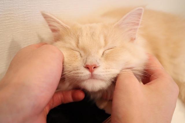 顔を撫でられている茶トラ猫