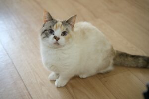 こちらをみているパステルカラーの三毛猫