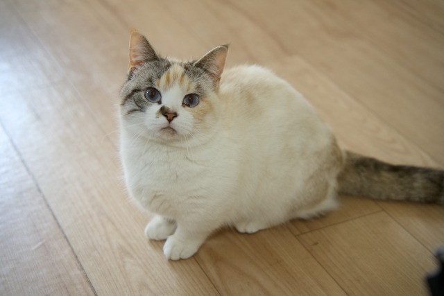 こちらをみているパステルカラーの三毛猫