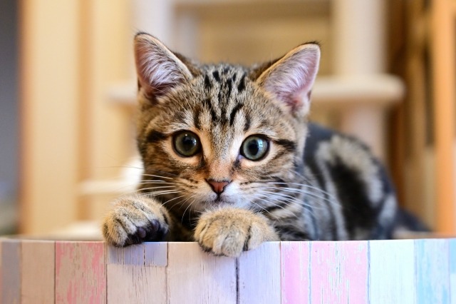 こちらをみているキジトラ子猫