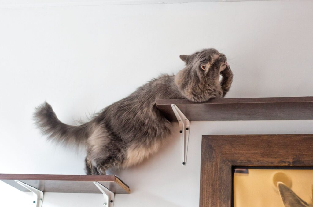 キャットウォークの上で手を舐める猫