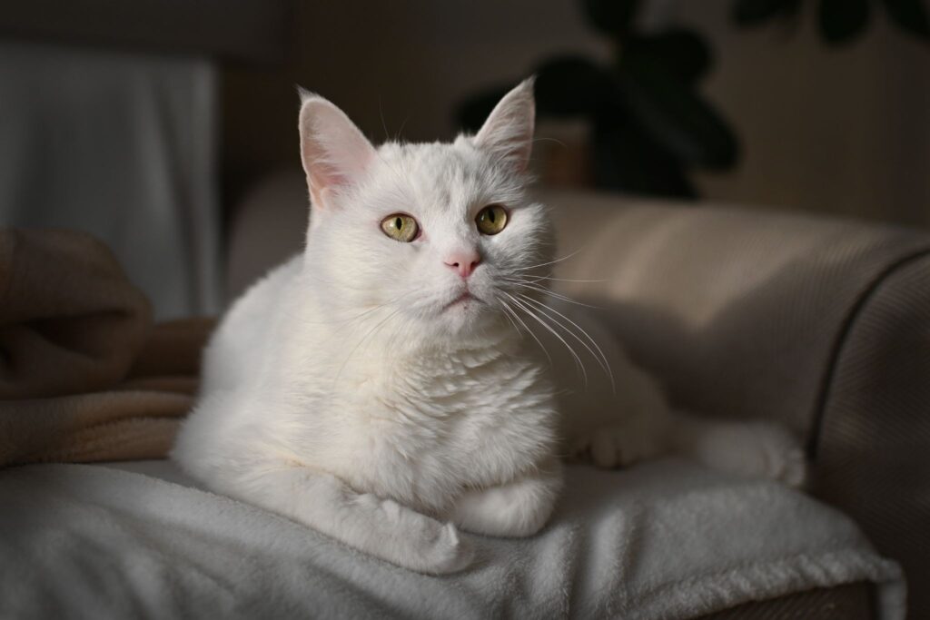 上を見上げている白い猫