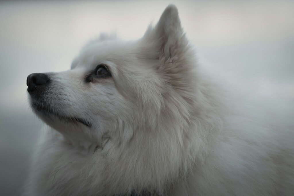 横を見ている白い犬
