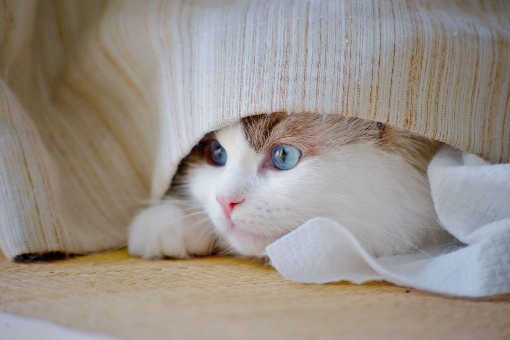 カーテンから顔を覗かせる白茶猫