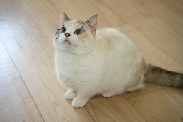 パウテルカラーの三毛猫