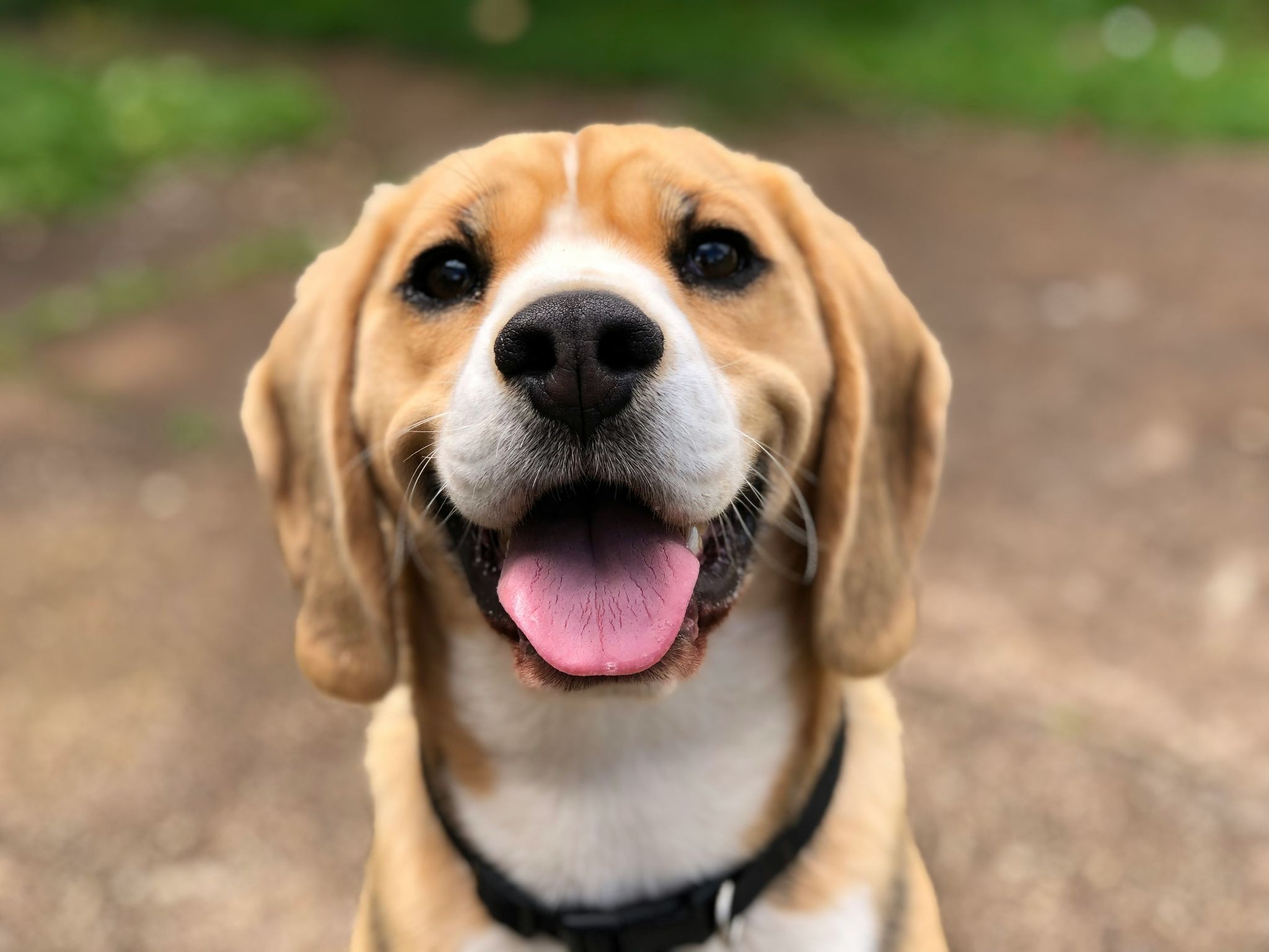 笑っているビーグル犬