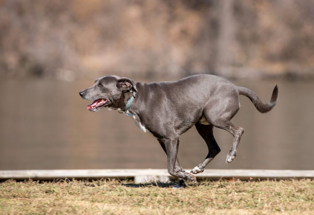 走っているハウンド犬