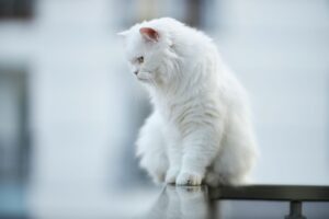 テーブルの上で佇む白猫