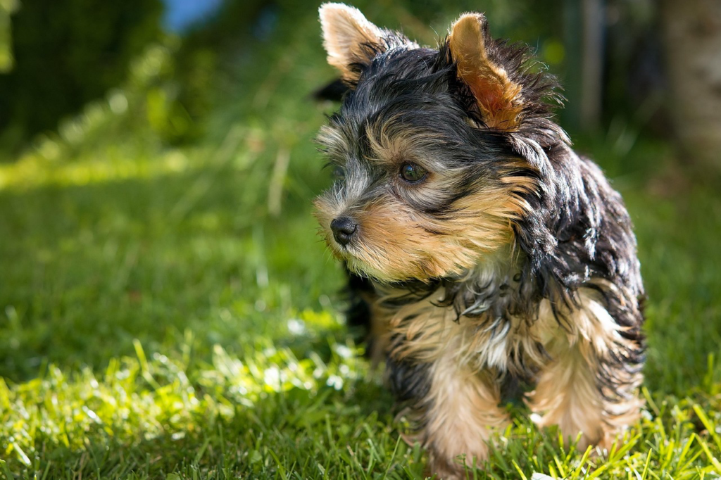 芝生の上を歩くヨークシャテリアの子犬
