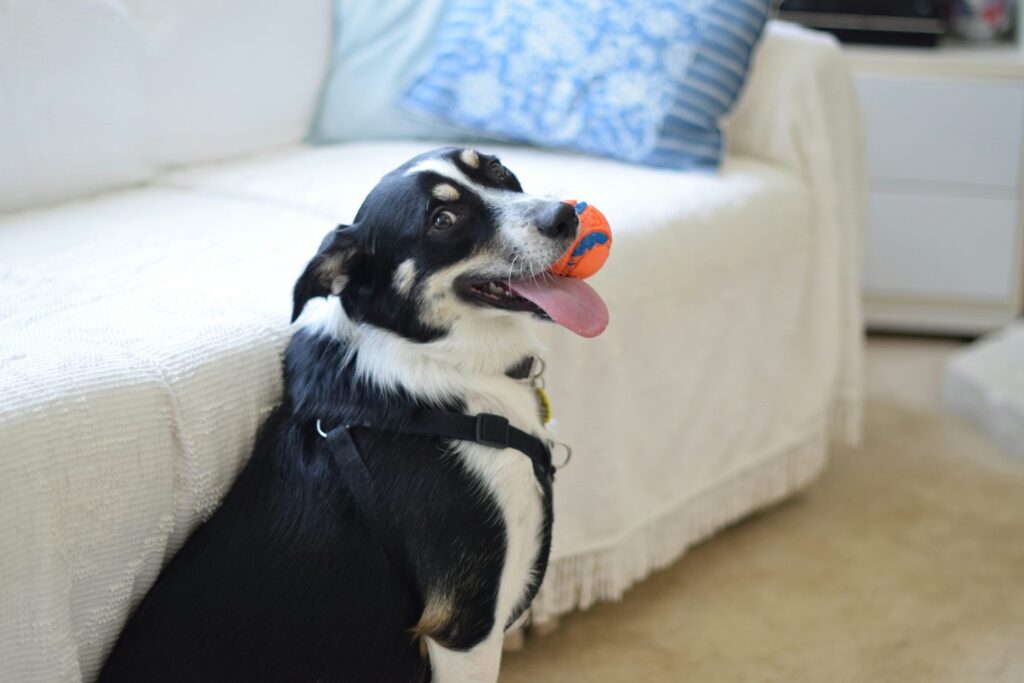 座ったままボールを咥えて振り返ってこちらを見ている大型犬