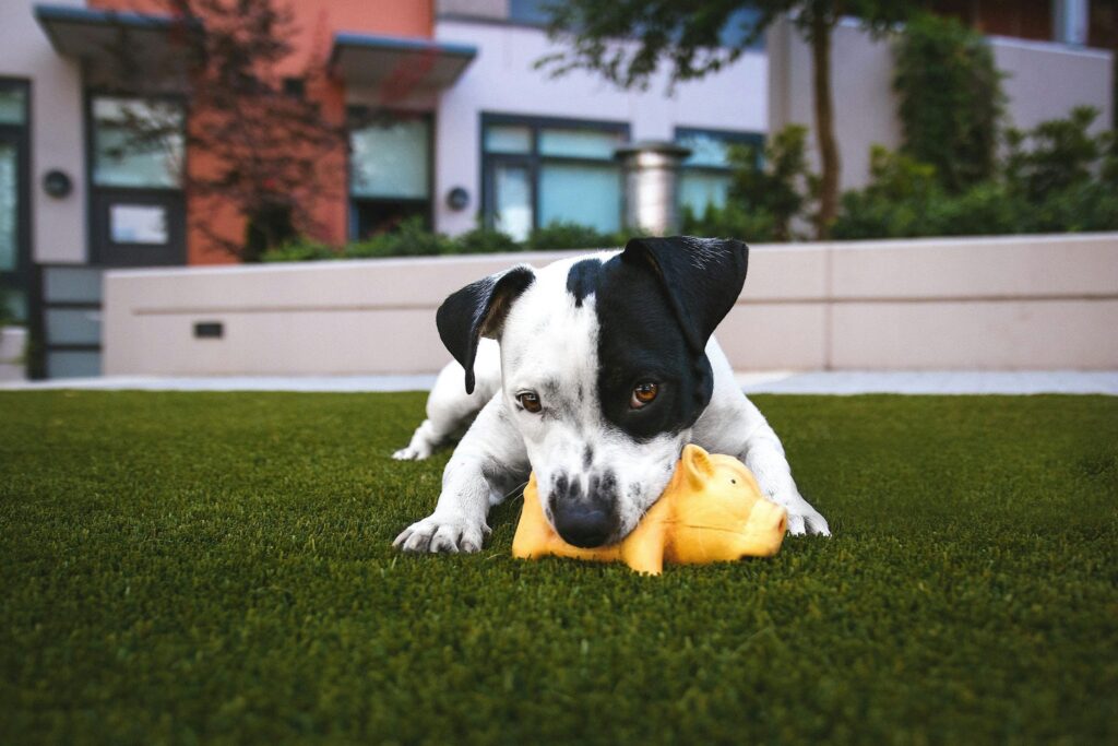 豚のおもちゃを齧りながらこちらを見ている犬