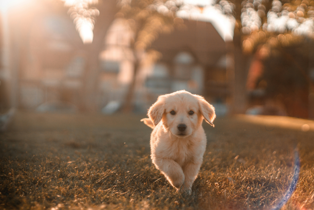 こちらに向かって走ってくるゴールデンレトリバーの子犬