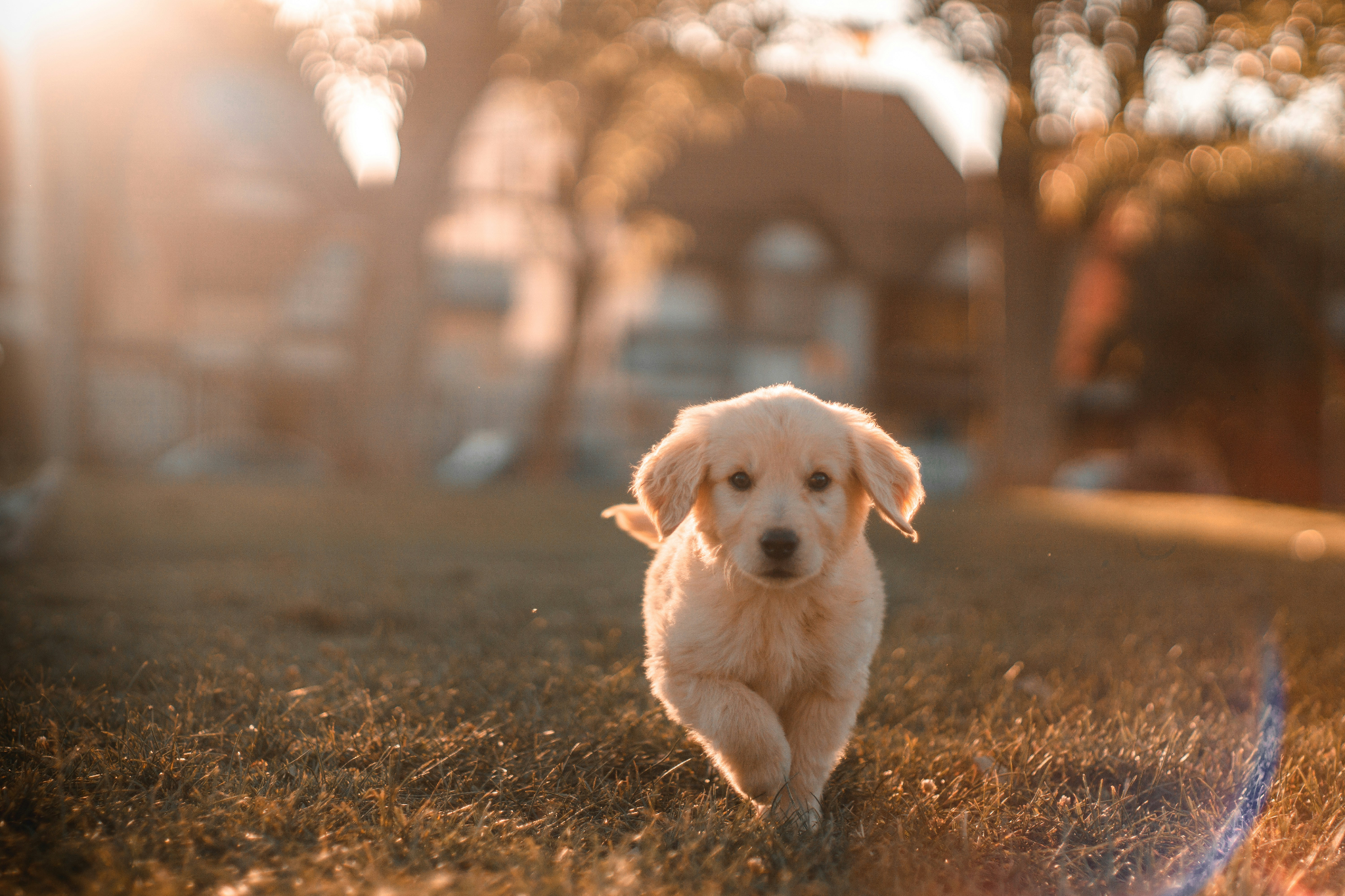 こちらに向かって走ってくるゴールデンレトリバーの子犬