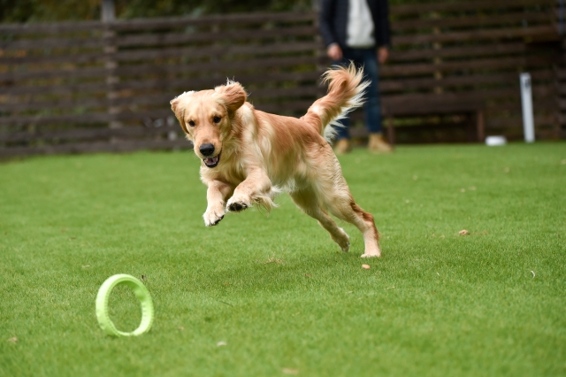 おもちゃで遊ぶ犬
