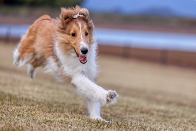 ドッグランで走る犬