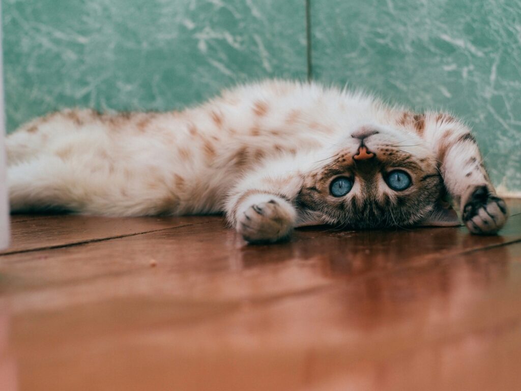 床の上で仰向けになって戯れる猫