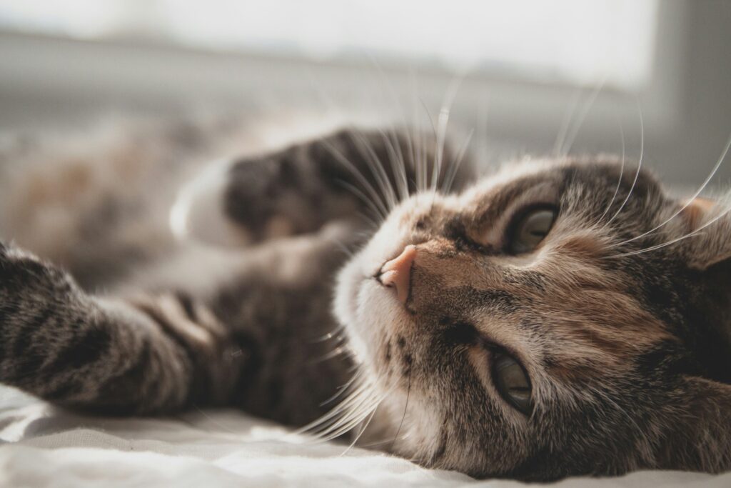 ベッドでくつろぐキジトラの猫