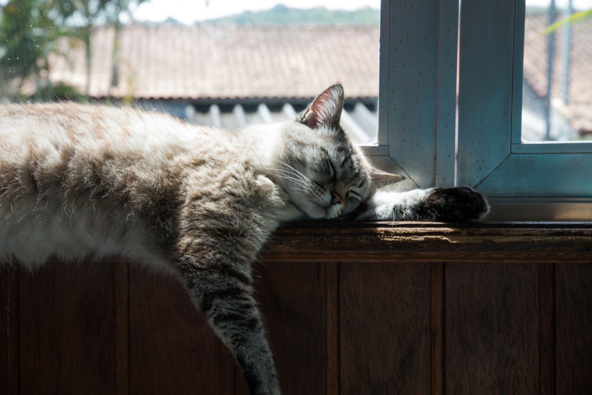 窓際で眠る猫