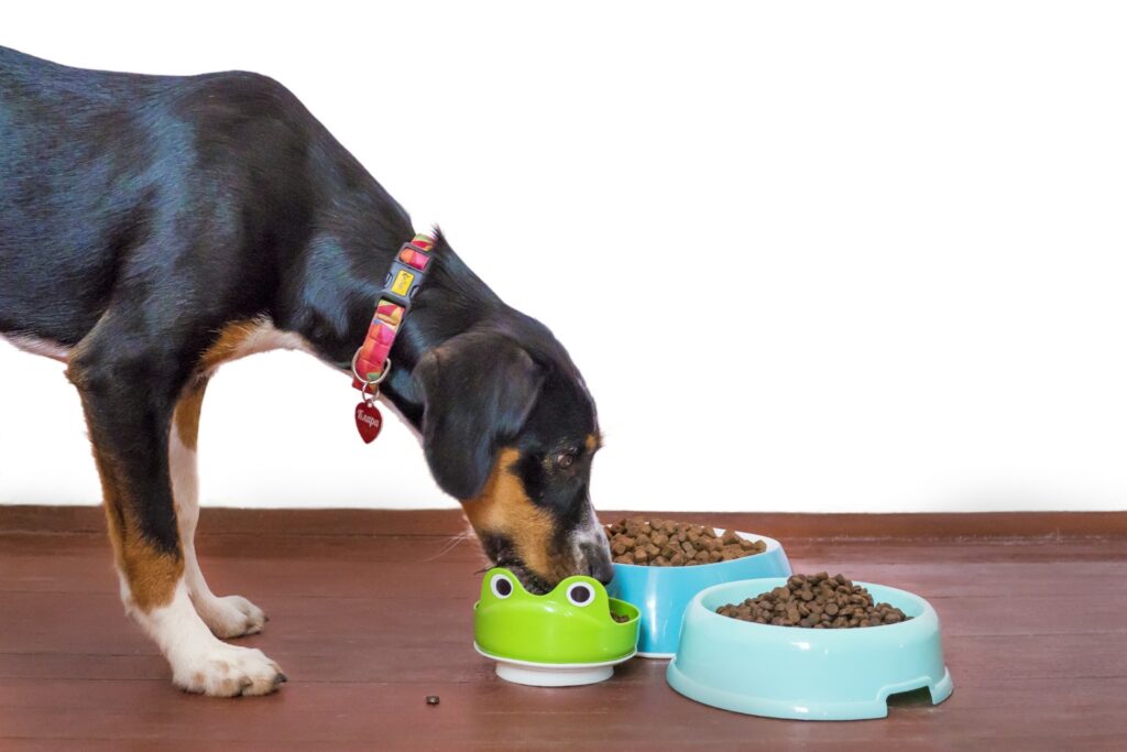 食事をする大型犬